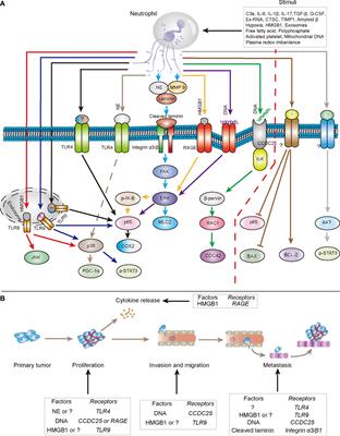 Neutrophil Extracellular Traps in Digestive Cancers: Warrior or Accomplice